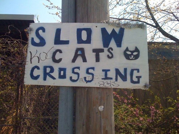Slow Cats Crossing